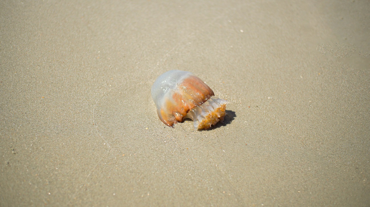 Image 13